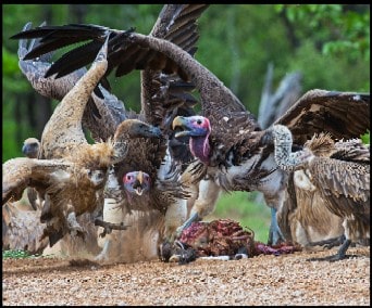 Burung-burung